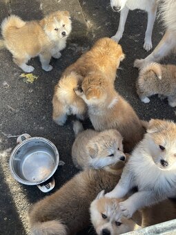 Akita inu Štěnata prodám - 11