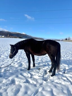 Kobyla 5 let na prodej - 11