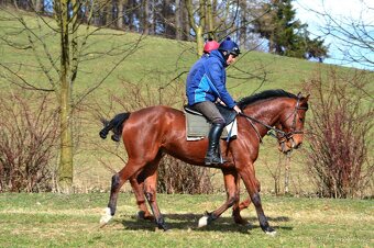 Prodám valacha A1/1 - 11