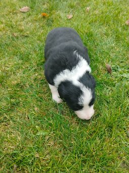 Border kolie dlouhosrstá - 11