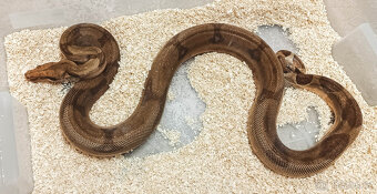 Adult Boa constrictor - 11