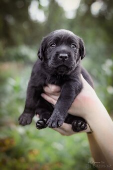 Štěňata - labradorský retriever s PP - odběr říjen 2025 - 11