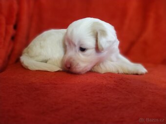 Štěňátka křížence MOMENTÁLNĚ VŠICHNI REZERVOVÁNI - 11