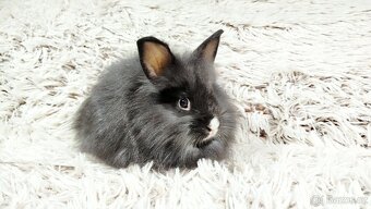 Zakrslý králík, králíček- HOLLY - 11