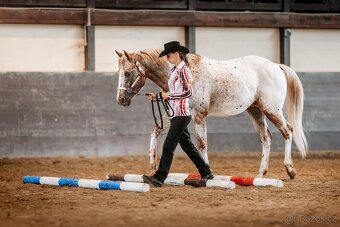 Připouštění Appaloosa - 11