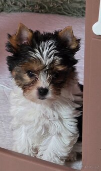 Jorkširský teriér-biewer - 11