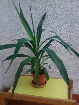 Pokojové květiny - 11