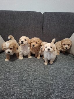 Maltipoo - 11