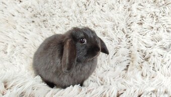 Zakrslý beránek, králíček, králík - ELLA - 11