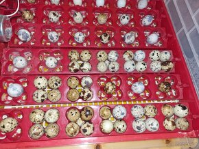 Křepelky japonské - 11