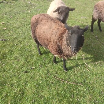 Sufolk 2 barany, 2 ovce Zwartbles - 11