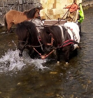 Shetland pony - 11