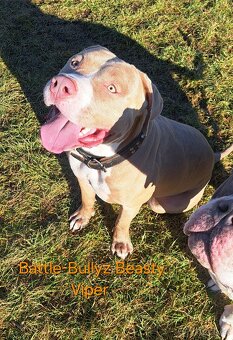 American Bully XL - štěňata - rezervace - 11