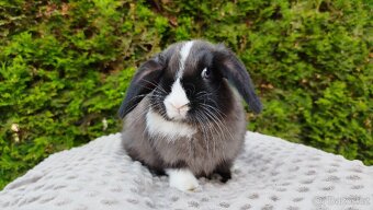 Zakrslý beránek, králík, králíček - TEA - 11