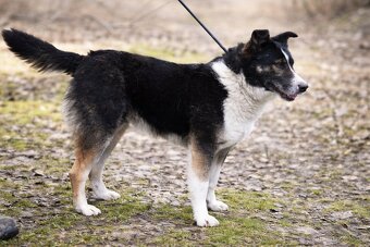 Gabby hledá domov - 11