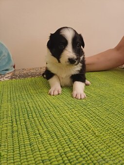 Štěňata bordercolie kříženci - 11