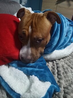 Nabízím krytí Amstaff s PP bez uchovnění - 11