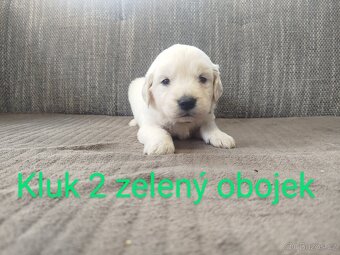 Zlatý retrívr / retriever - 11