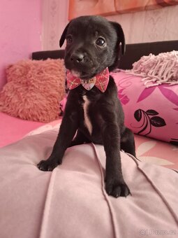 Stěně Pinč X Jack Russell - 11