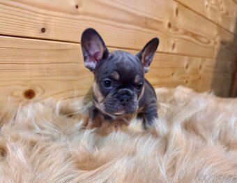 Francouzsky buldoček - 11
