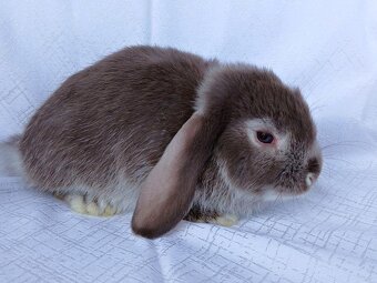 Zakrslí beránci a bílopesíkatí králíčci s rodokmenem - 11