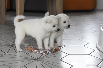 Kishu Inu štěňata s PP FCI - odběr na Vánoce - 11