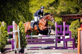 Prodáme sportovního koně do drezury, do parkuru pro dítě, ju - 11