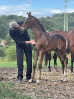 Hřebeček ČT -2025 - 11