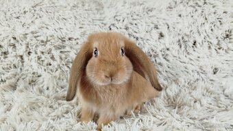 Zakrslý beránek, králíček, králík - RIKI - 11
