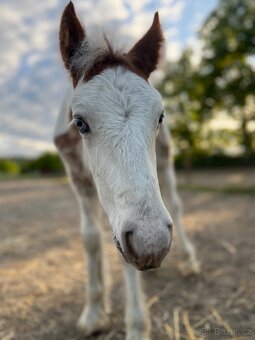 Hřebeček Irský cob - 11