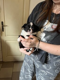 černobílá holčička s PP FCI - 11