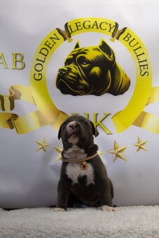 GLB TOKIO & CROWN BULLYS BARON American Bully - 11
