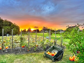 Dýně Halloween - 11