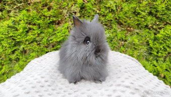 Zakrslý králík, králíček - TEDDY - OLAF, OLIVER, OLINA - 11