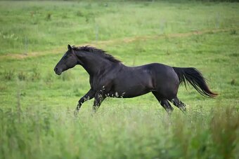 LUXUSNÍ QUARTER HORSE GRULLO HOMOZYGOT NA ČERNOU - 11