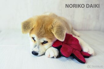 Štěňata Akita Inu - 11