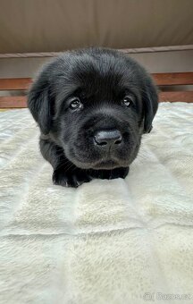 Labradorský Retriever s PP - 11