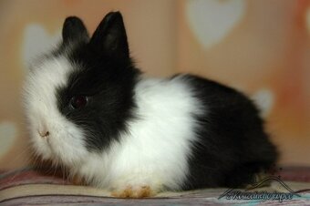 Zakrslí králíčci Teddy s VP (Vánoční miminka)-doprava po ČR - 11