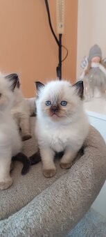Ragdoll kotatka - 11