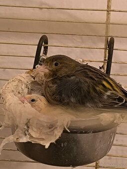 Kanarci,žebříčky,Chůvičky. - 11