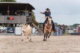 Cremello klisnička s odznaky s reining/cutting původem - 11