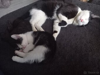 Darujeme kočičky do dobrých rukou - 11