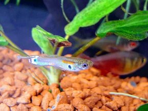 Dánio perlové (Dánio margaritatus) - 11