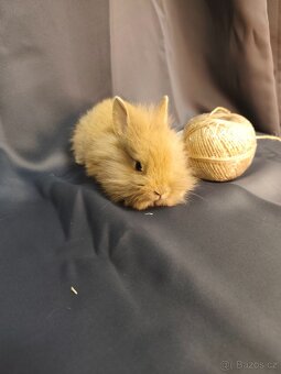 Vymazlení zakrslí králíčci - teddy, minilop, beranek, kratko - 11