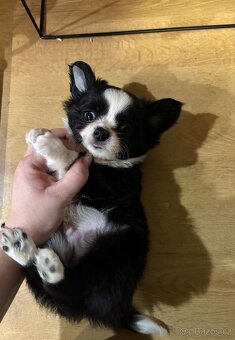 Chlapečkové čivava s PP FCI - 11