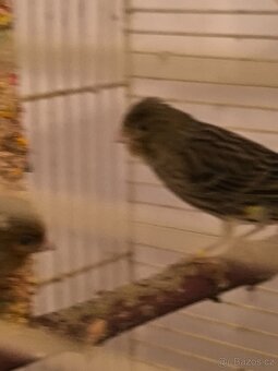 Prodám zebry chůvy,kanáři. - 11