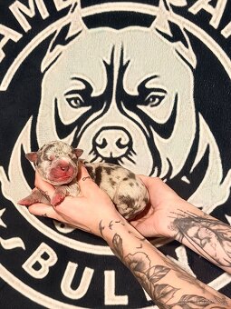 American Bully XL Tricolor - 11