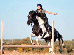 Luxusní PAINT Horse plemeník, DOUBLE HOMOZYGOT - 11