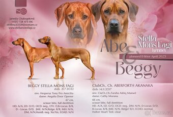 Prodám štěňátko Rhodeského ridgebacka s PP - 11