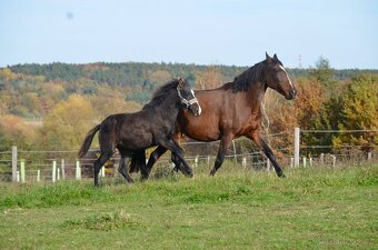 Lusitano klisna nar. 5/2024 - 11